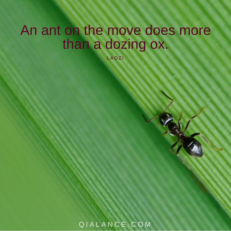 Laozi quote: ant on the move